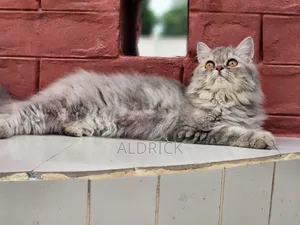3-6 Months Female Purebred Persian