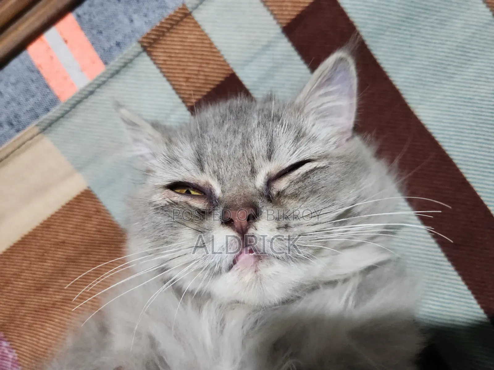 3-6 Months Female Purebred Persian