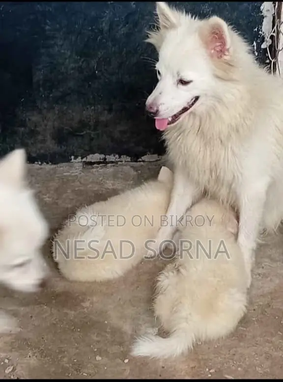 1+ Year Female Purebred Japanese Spitz