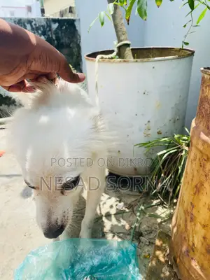 1+ Year Female Purebred Japanese Spitz