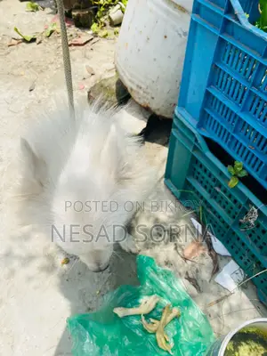 1+ Year Female Purebred Japanese Spitz