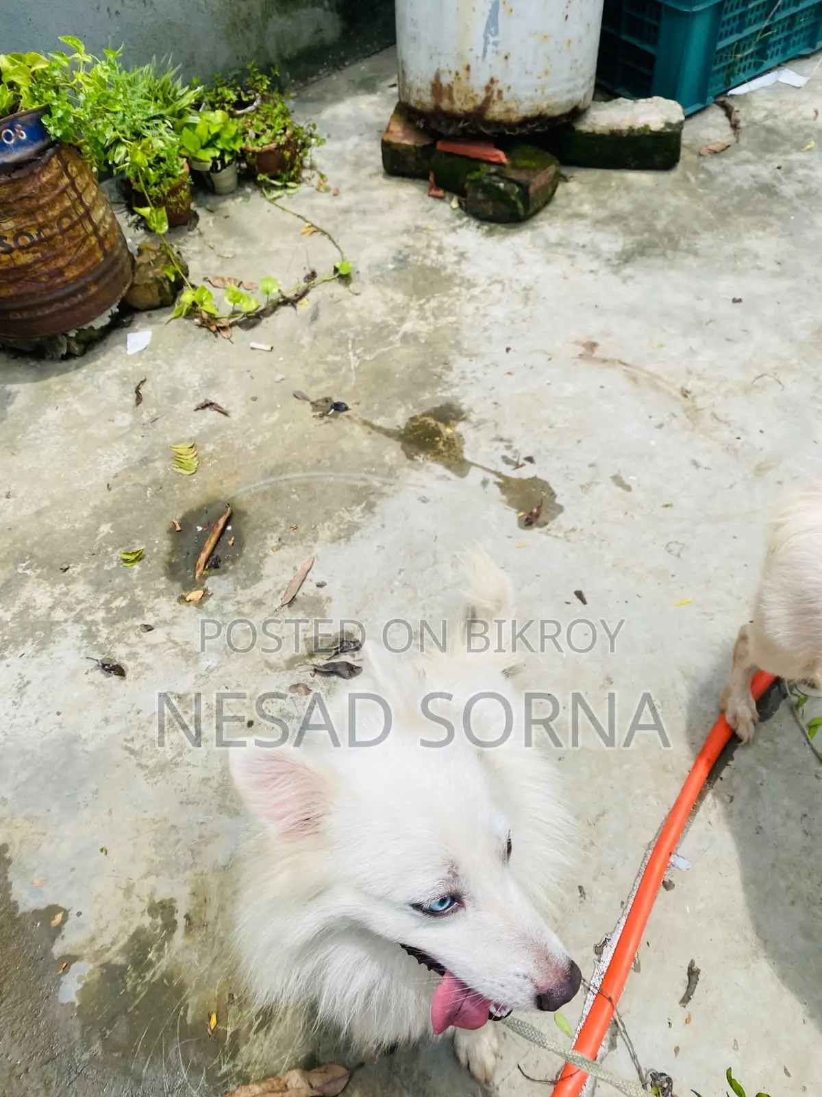 1+ Year Female Purebred Japanese Spitz