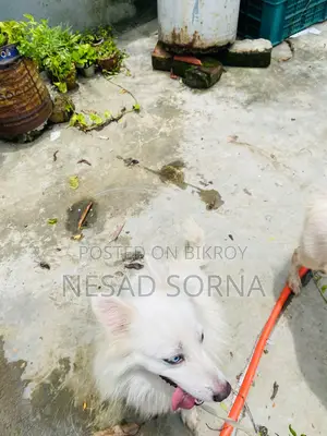 1+ Year Female Purebred Japanese Spitz