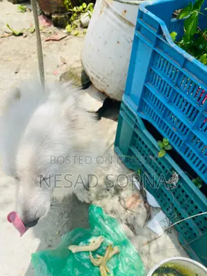 1+ Year Female Purebred Japanese Spitz
