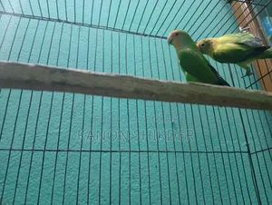 Love Birds