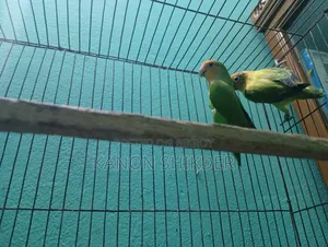 লাভ বার্ডস