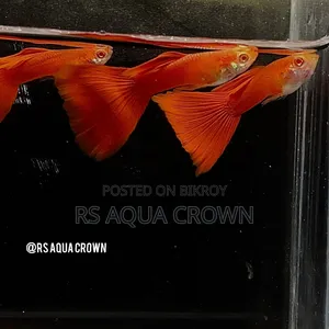Red Moscow Guppy