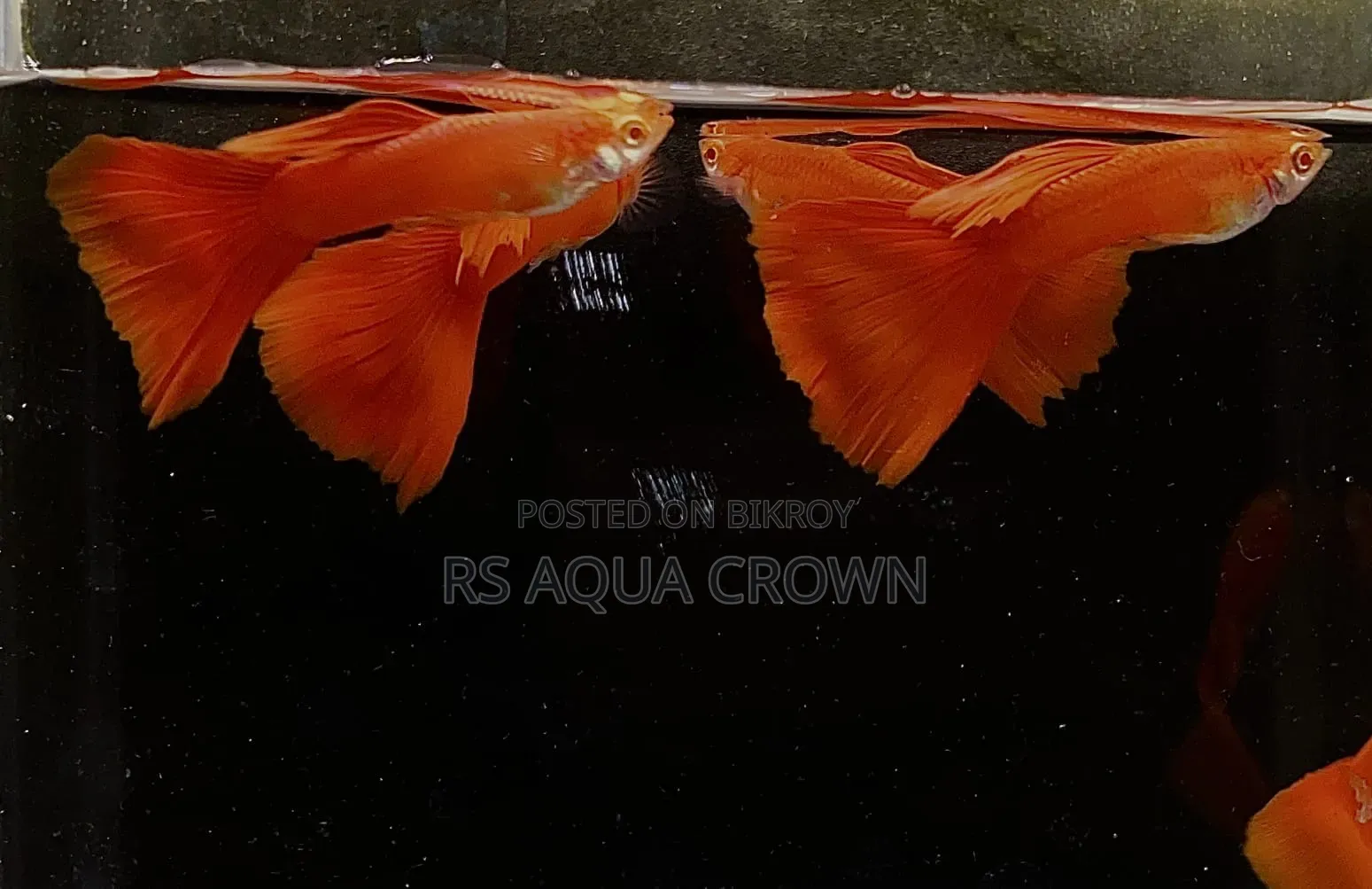 Red Moscow Guppy