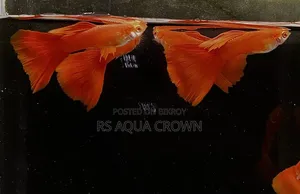 Red Moscow Guppy