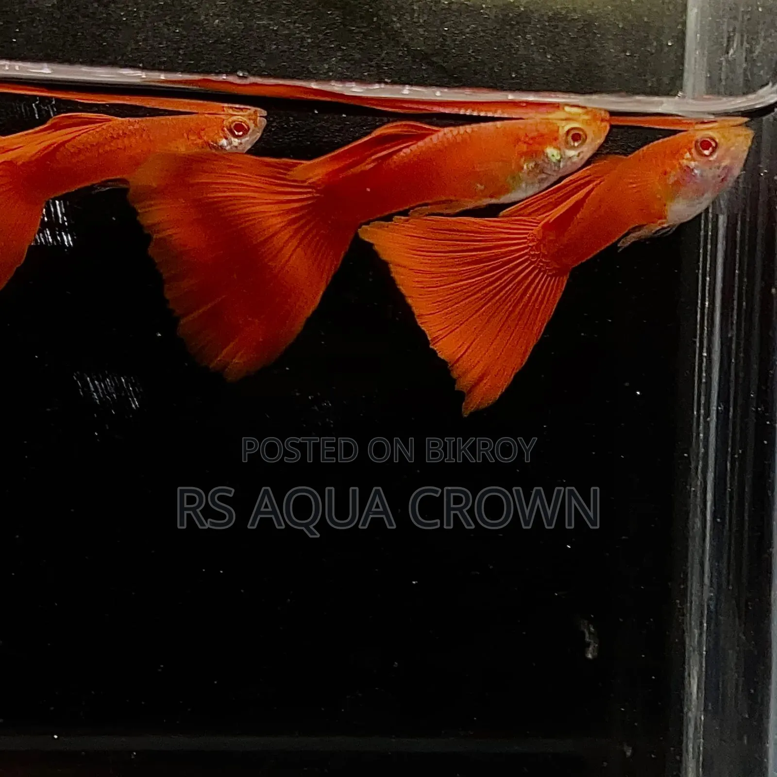 Red Moscow Guppy