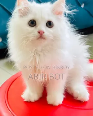 1-3 Months Female Purebred Persian