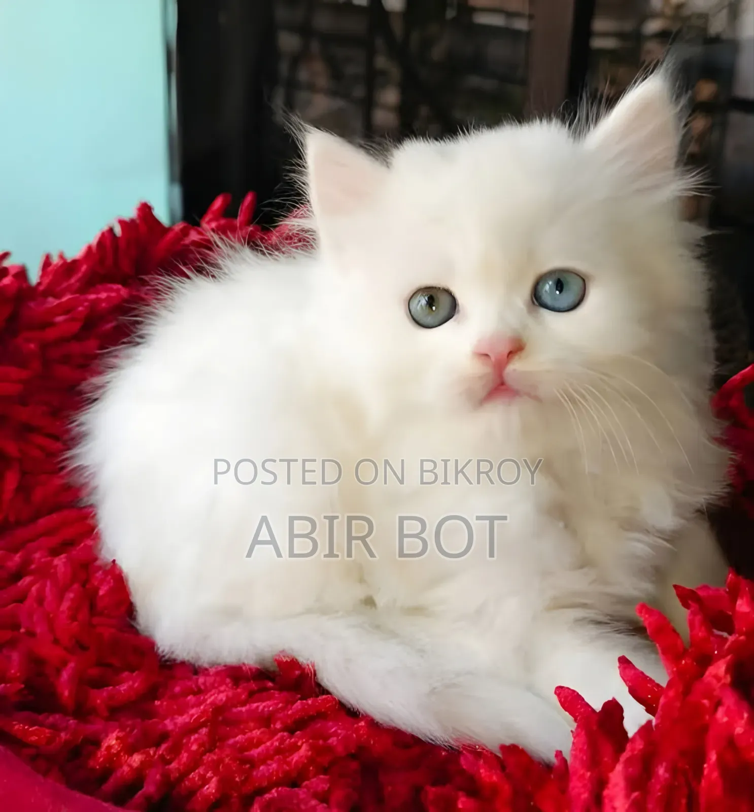 1-3 Months Female Purebred Persian