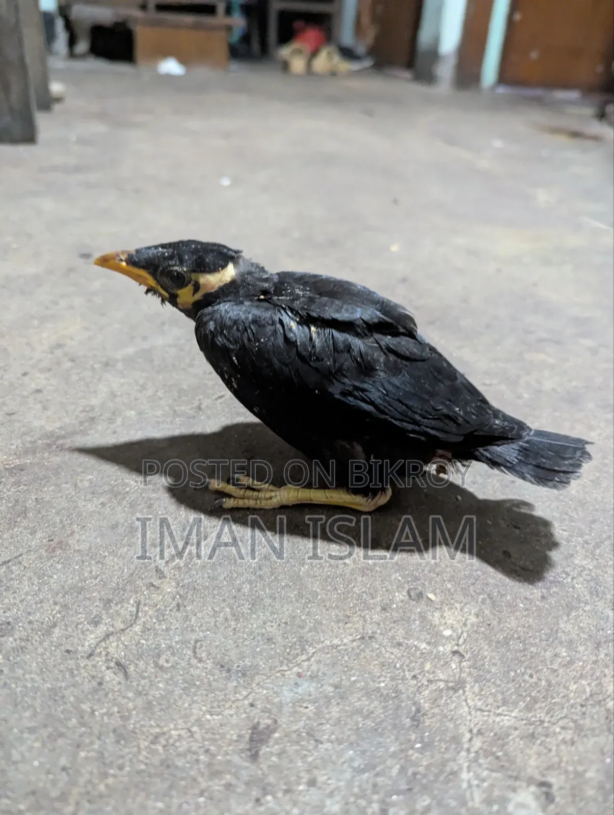 Hill Myna chick