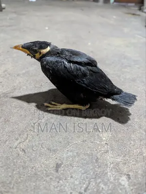 Hill Myna chick