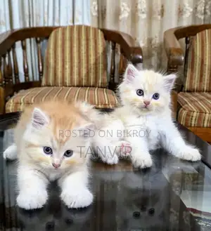1-3 Month Female Purebred Persian Kitten