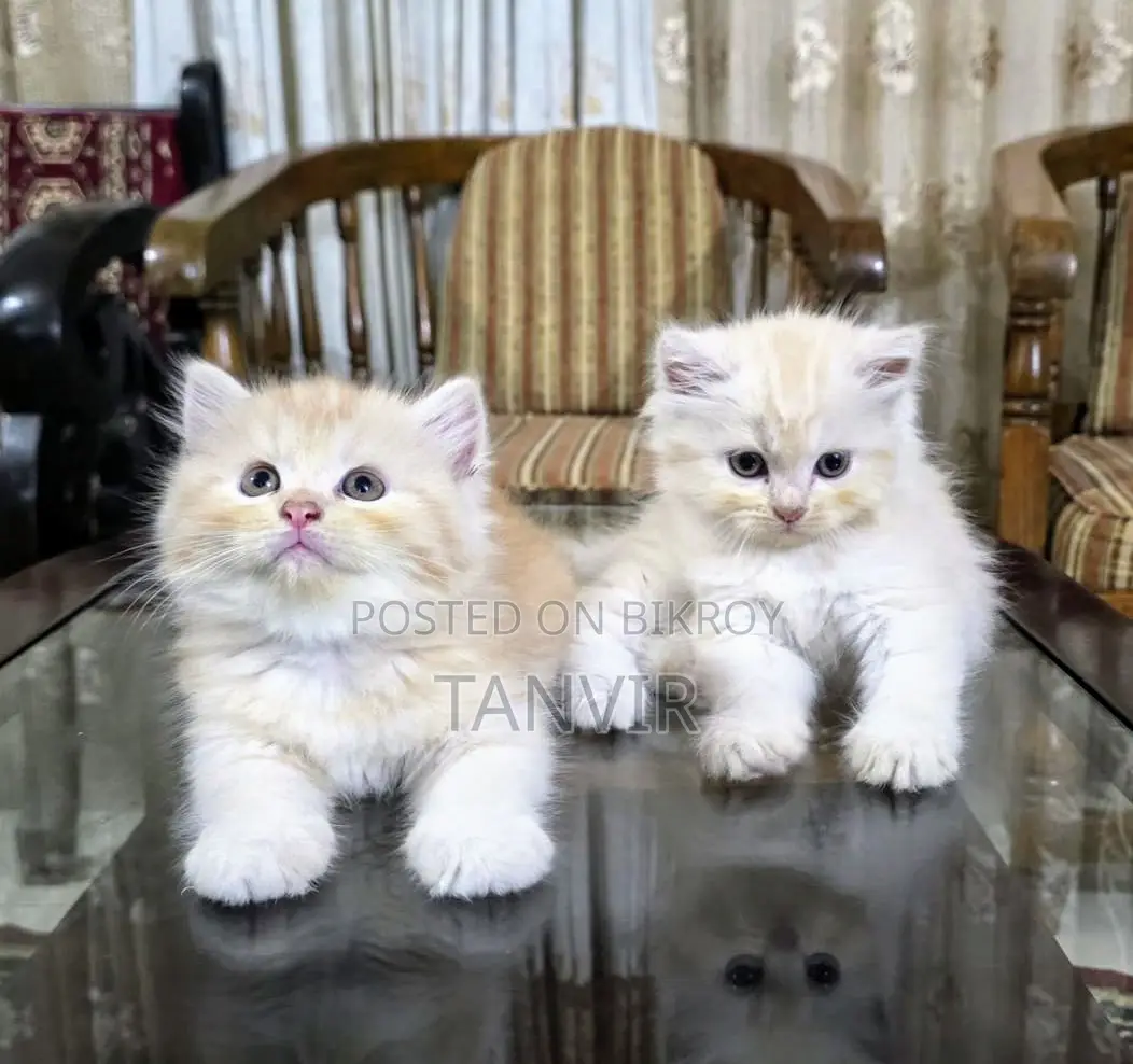 1-3 Month Female Purebred Persian Kitten