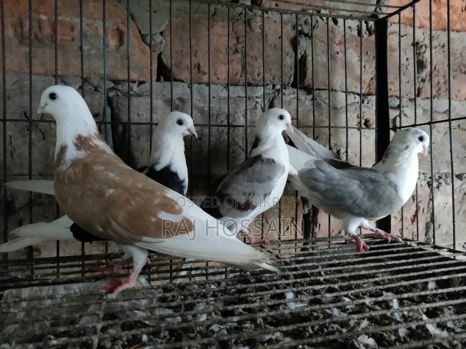 ৬টি জার্মান আউল কবুতরের বাচ্চা