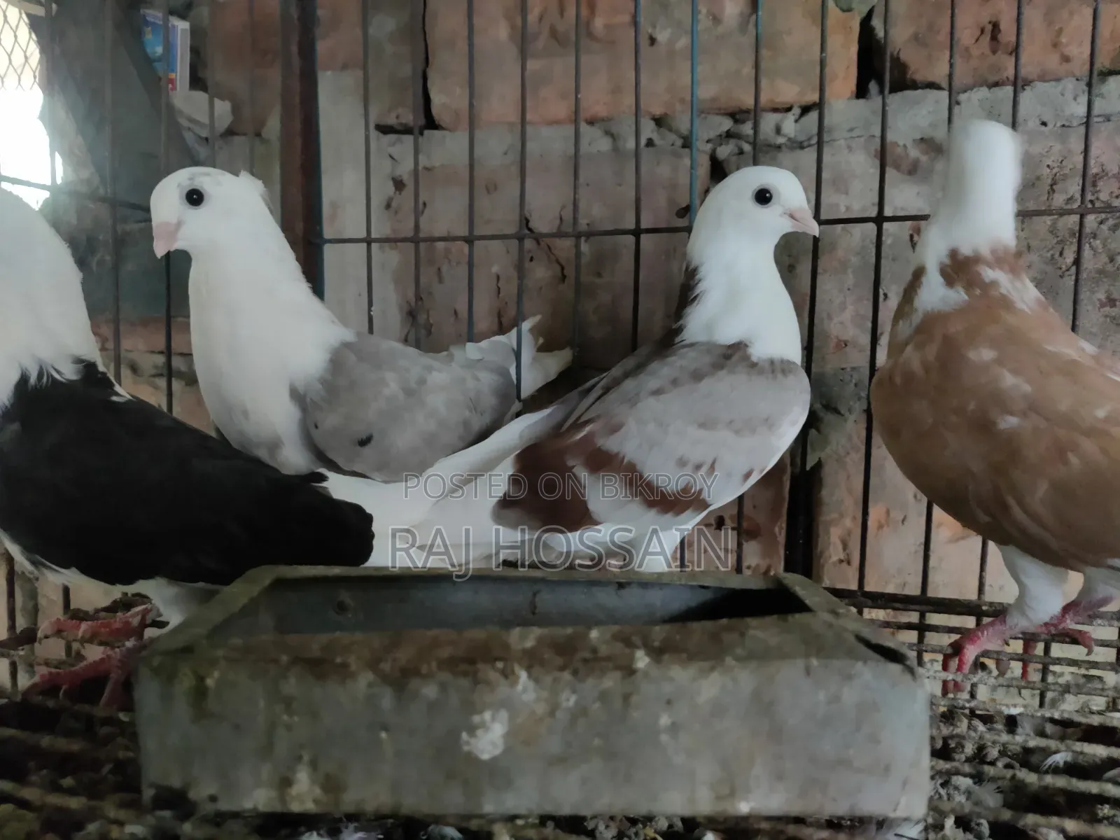 ৬টি জার্মান আউল কবুতরের বাচ্চা