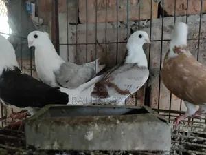 ৬টি জার্মান আউল কবুতরের বাচ্চা