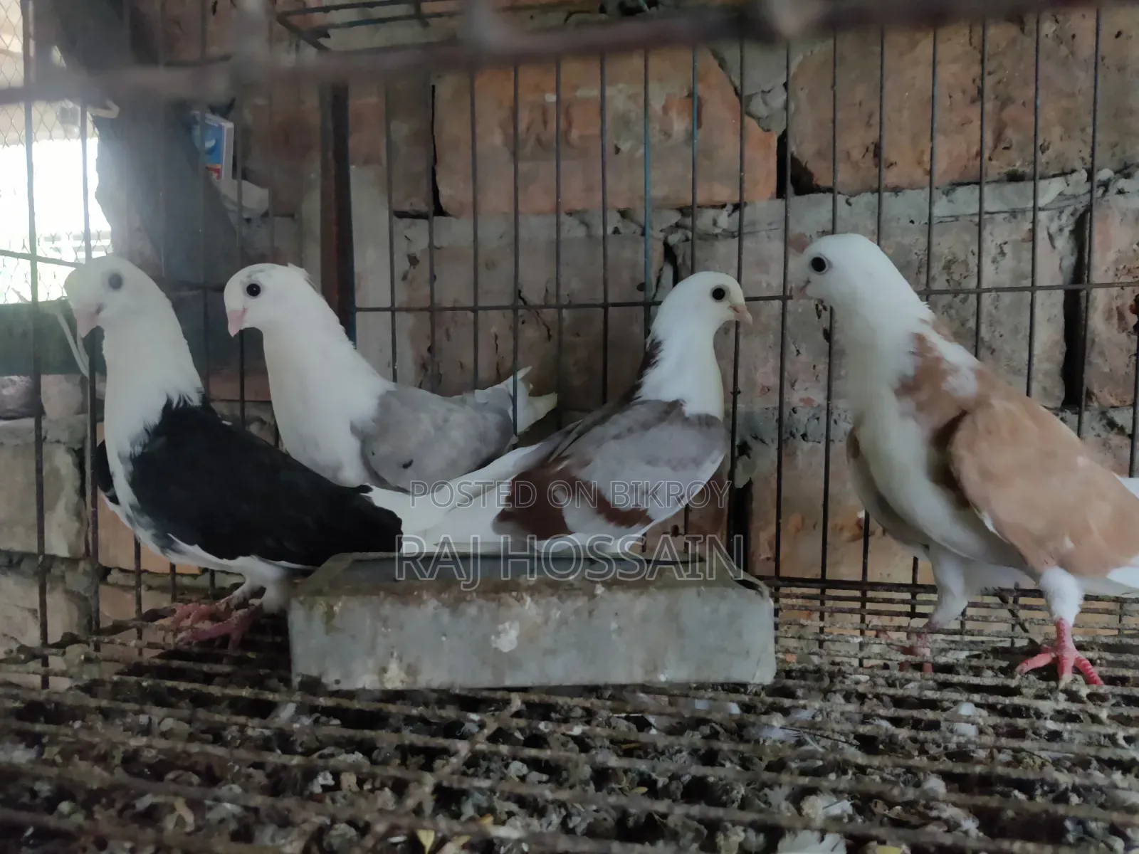 ৬টি জার্মান আউল কবুতরের বাচ্চা