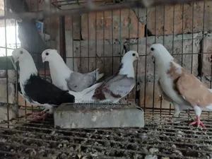 ৬টি জার্মান আউল কবুতরের বাচ্চা