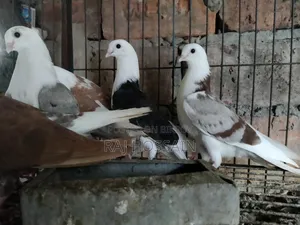 ৬টি জার্মান আউল কবুতরের বাচ্চা