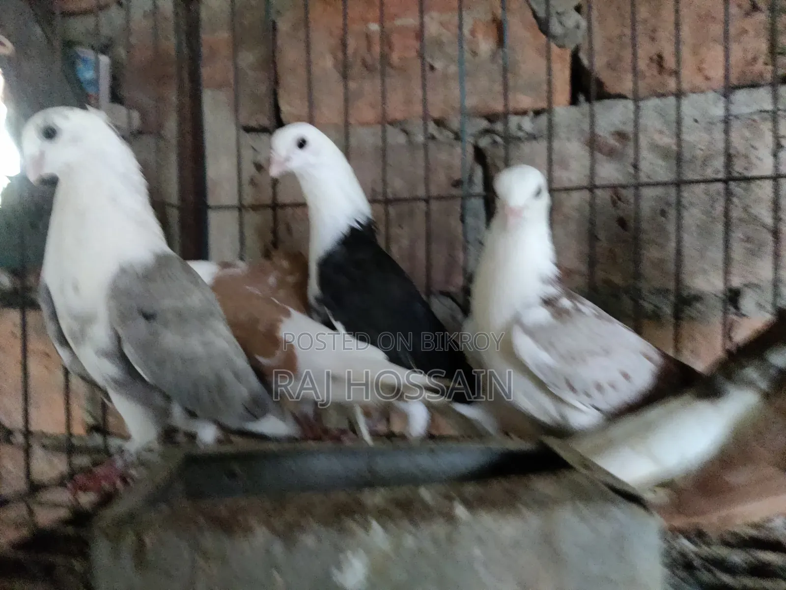 ৬টি জার্মান আউল কবুতরের বাচ্চা