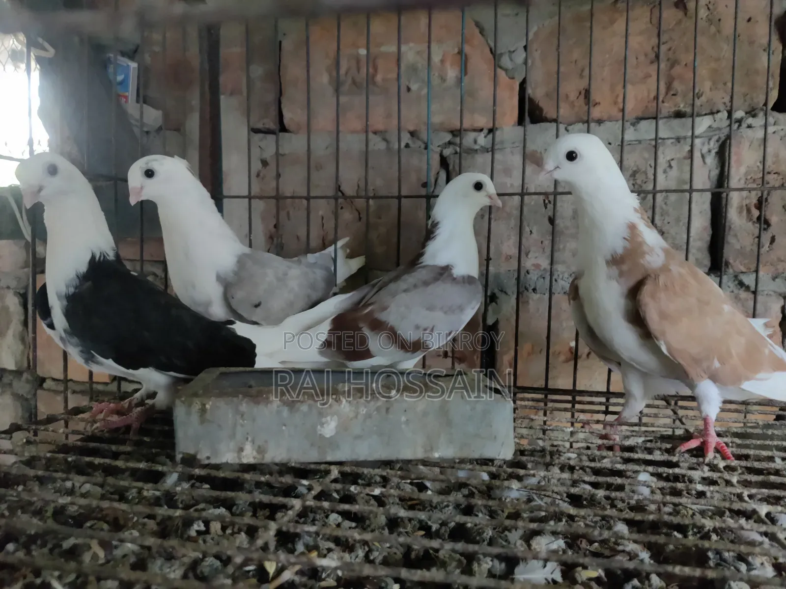 ৬টি জার্মান আউল কবুতরের বাচ্চা