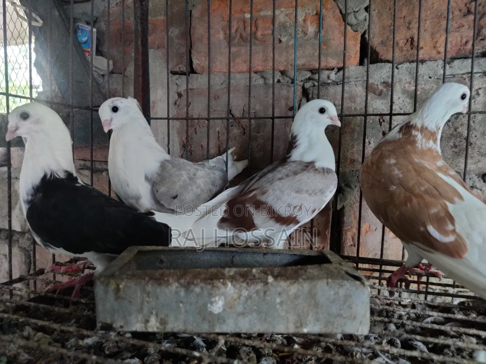 ৬টি জার্মান আউল কবুতরের বাচ্চা