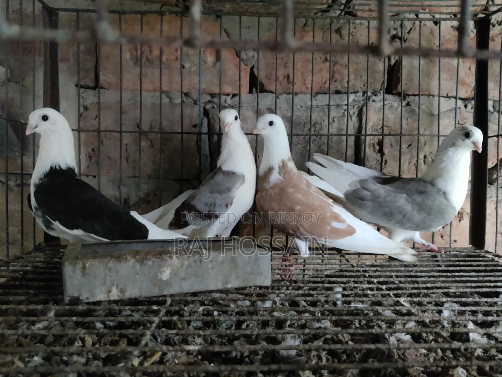 ৬টি জার্মান আউল কবুতরের বাচ্চা