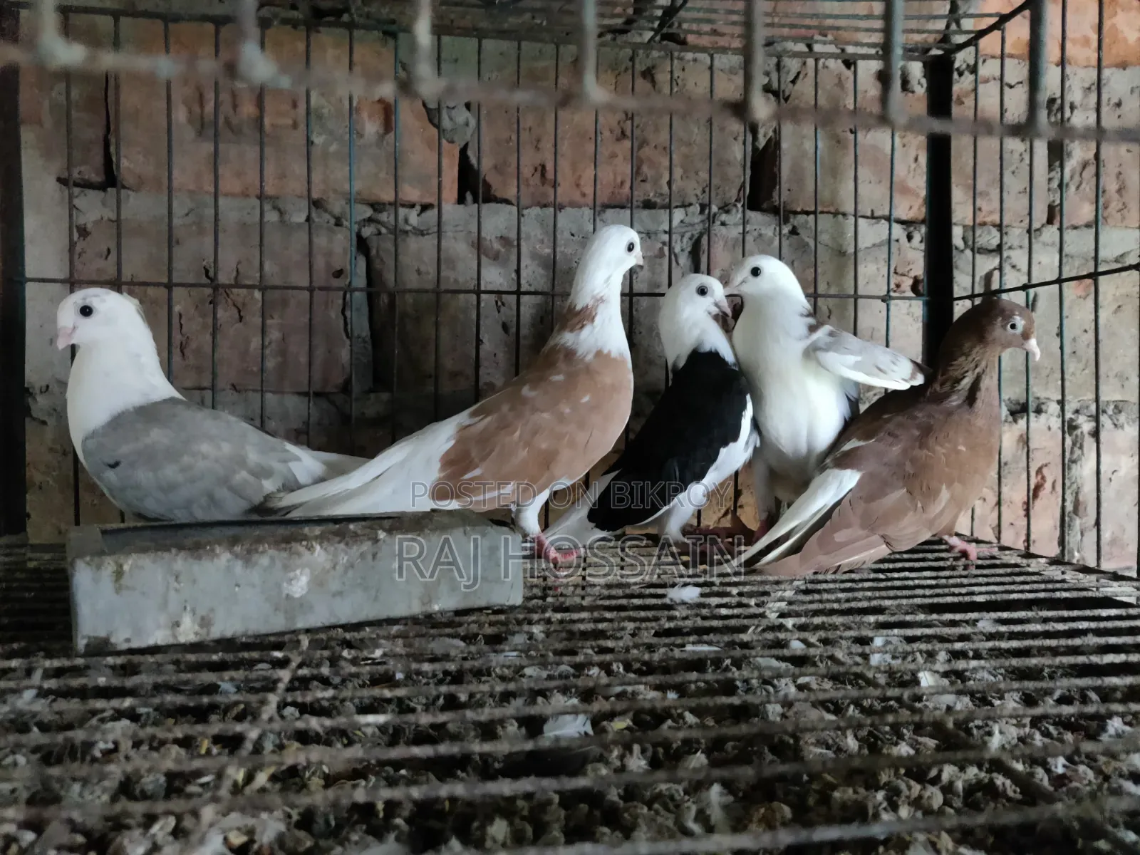 ৬টি জার্মান আউল কবুতরের বাচ্চা