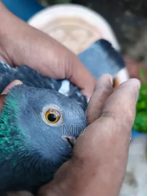 একজন আমার কবুতর বিক্রি হবে