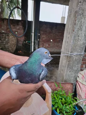একজন আমার কবুতর বিক্রি হবে