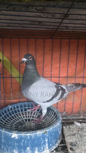 Brpel Club Pigeon