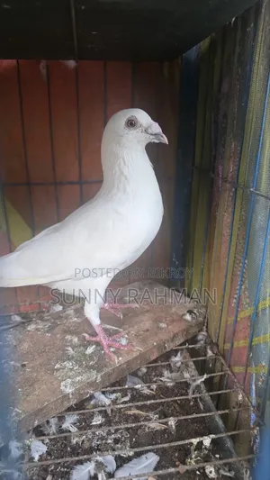 Brpel Club Pigeon