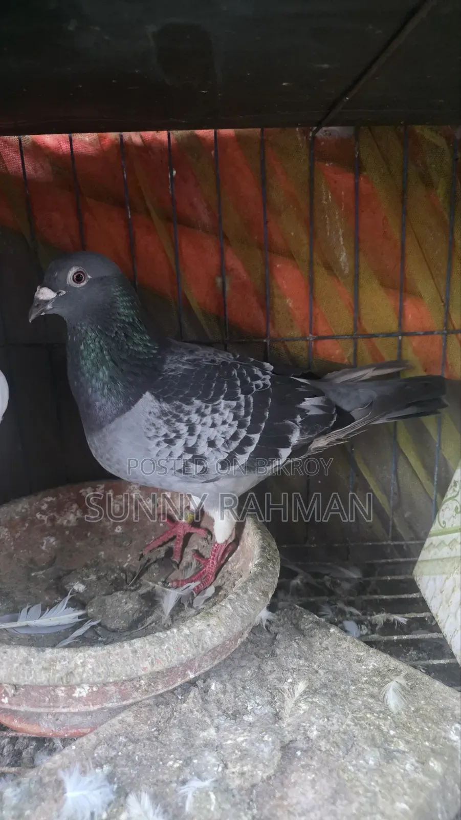 Brpel Club Pigeon