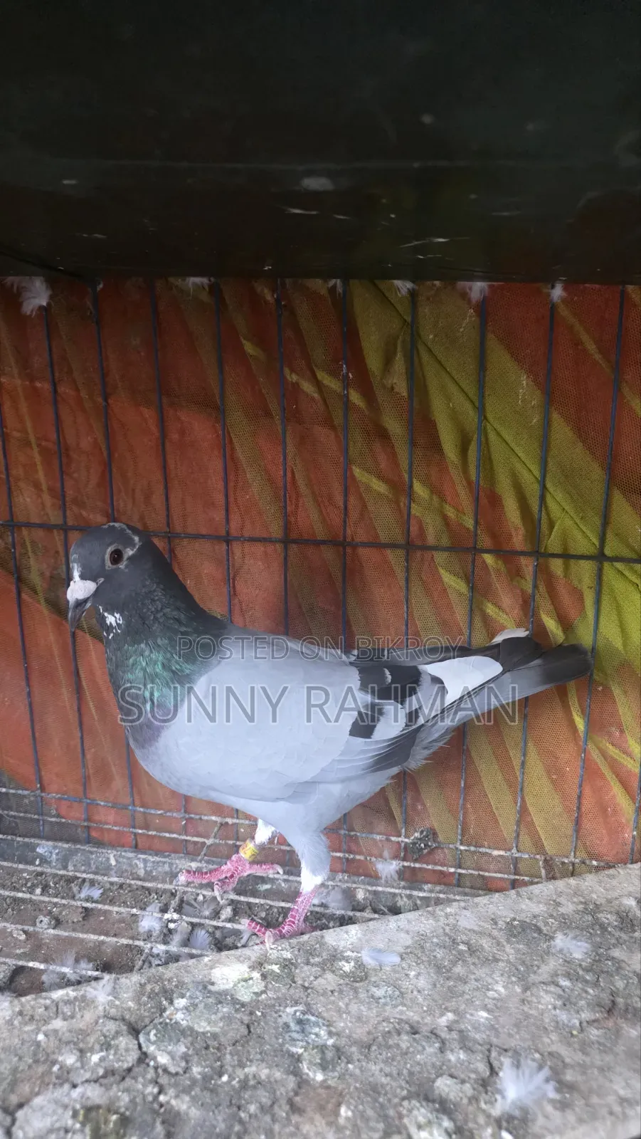 Brpel Club Pigeon
