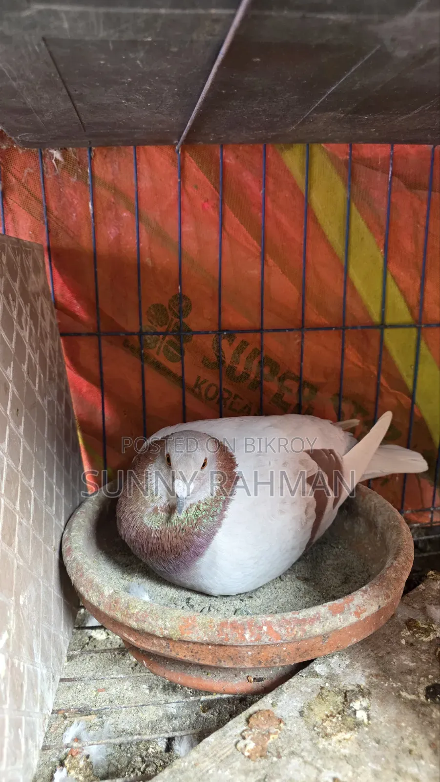 Brpel Club Pigeon