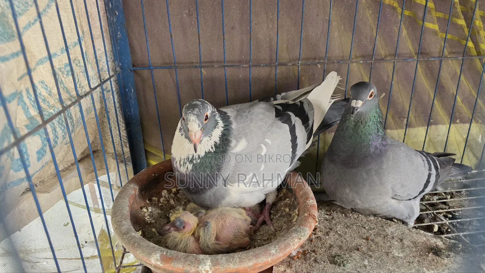 Brpel Club Pigeon
