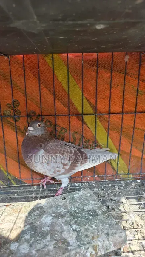 Brpel Club Pigeon