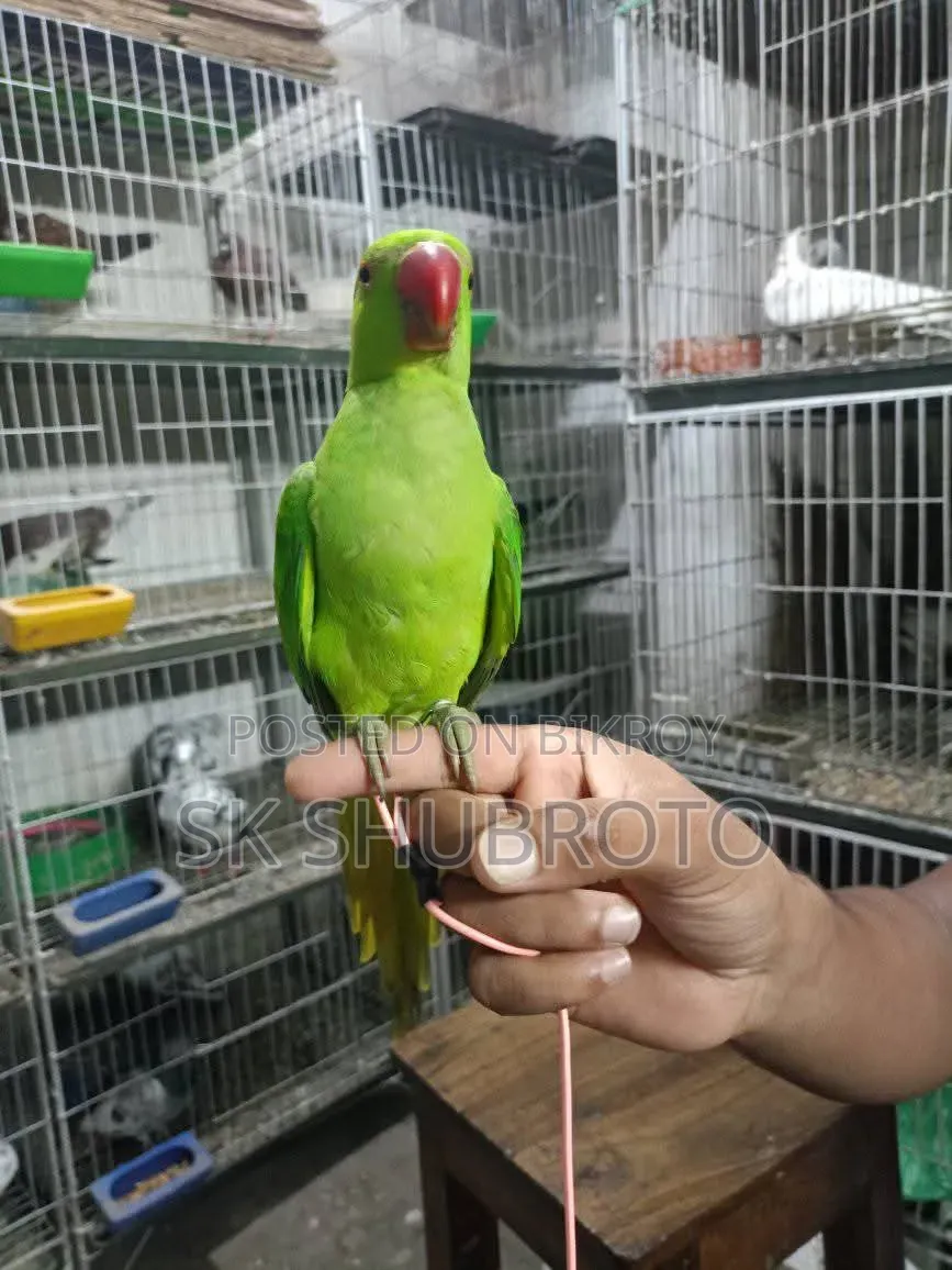 Indian Ringneck