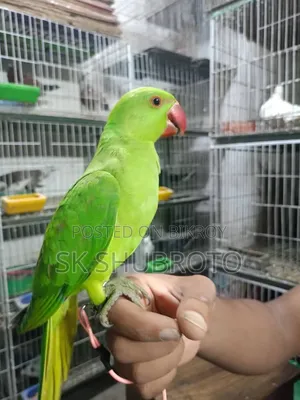 Indian Ringneck