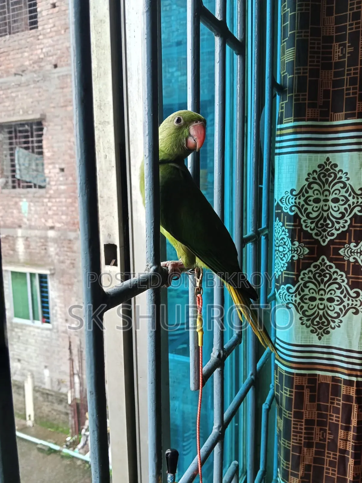 Indian Ringneck