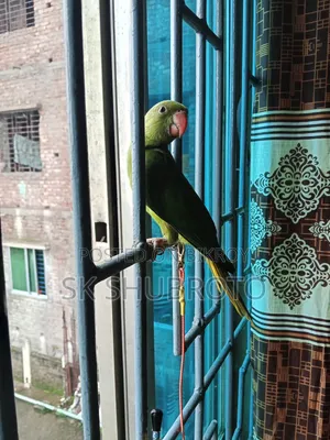 Indian Ringneck