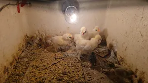 Sultan Chicken