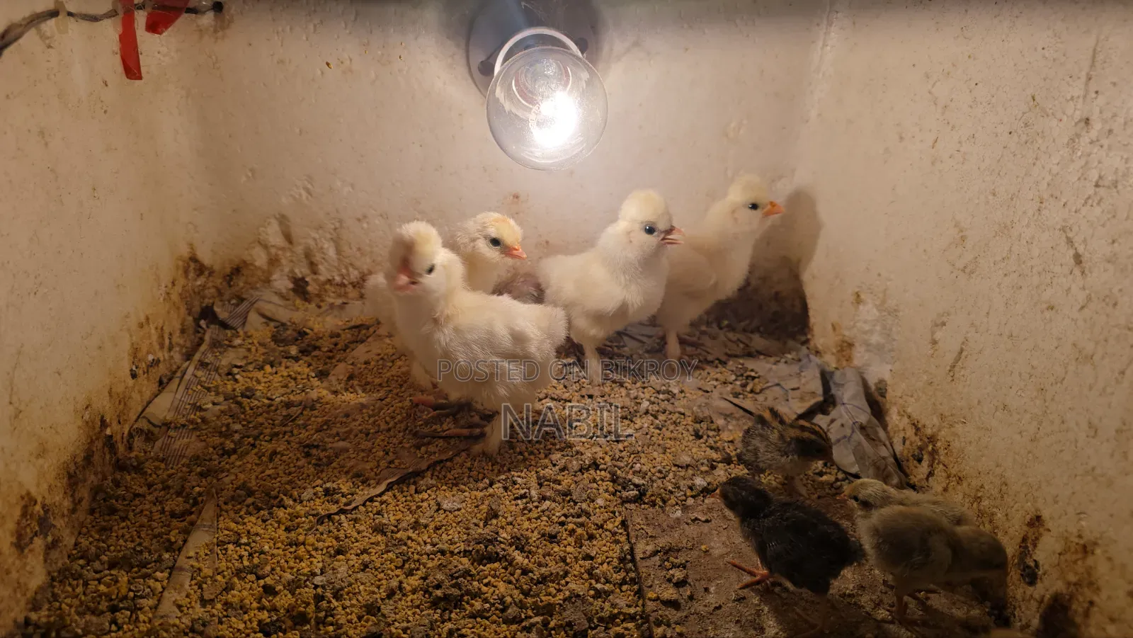 Sultan Chicken