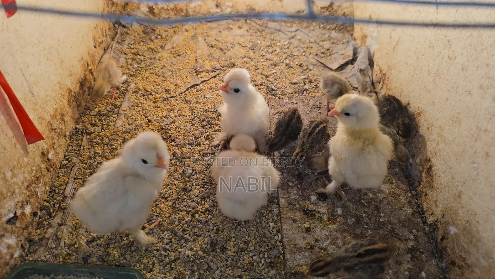Sultan Chicken