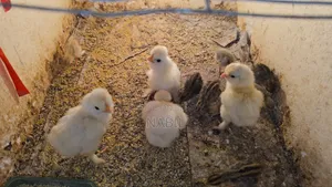 Sultan Chicken