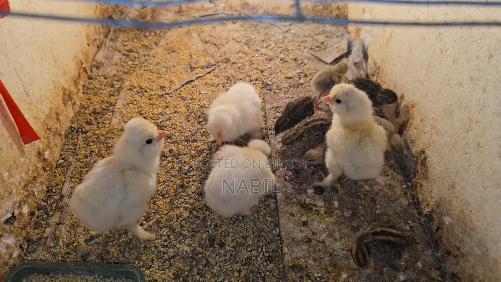 Sultan Chicken