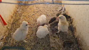Sultan Chicken
